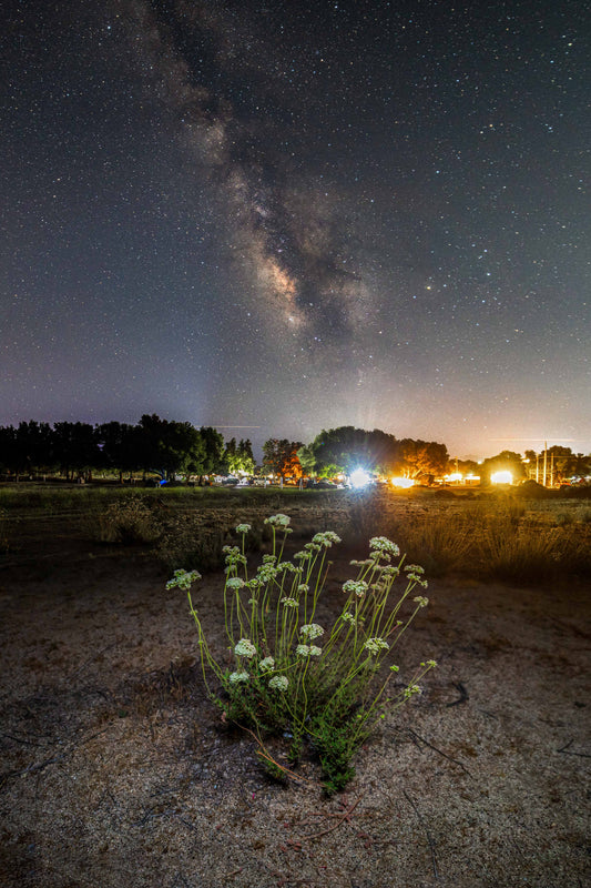 WILD FLOWERS BLOOM